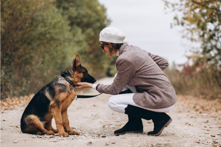 The Importance of Socialization in Canine Obedience 