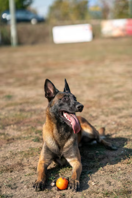 Food and Nutrition Tips for a Healthy Dutch Shepherd