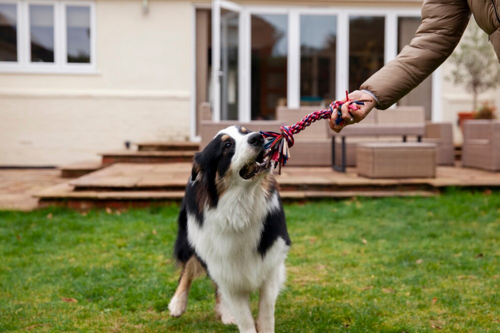 Understanding the Different Types of Dog Training: Which Method is Right for Your Pet?