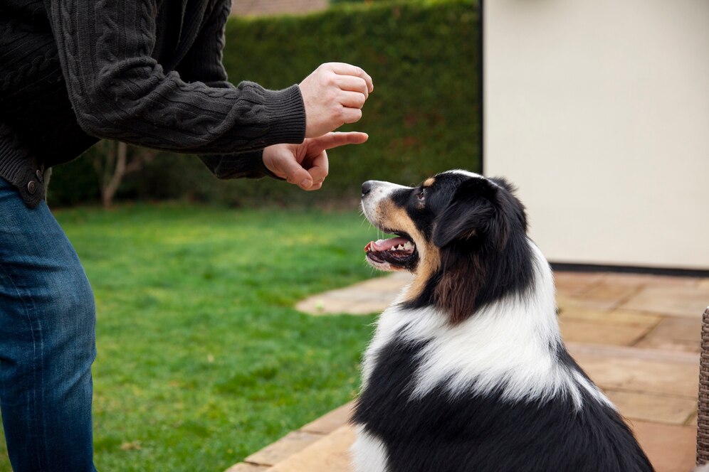 Top Questions to Ask Before Enrolling Your Dog in a Training Centre: A Comprehensive Guide