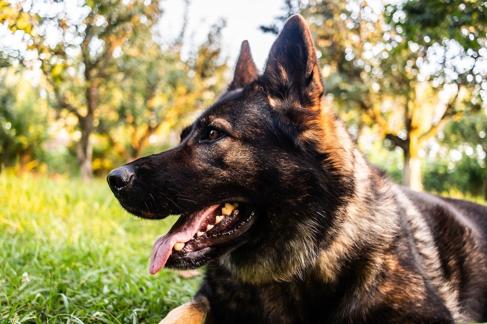 The Importance of Hydration: Keeping Your Dutch Shepherd Well-Hydrated