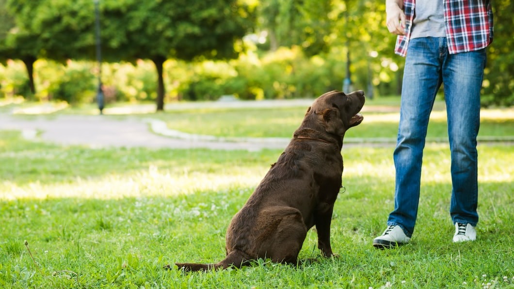 Signs of Stress in Dogs: Recognizing Body Language Cues